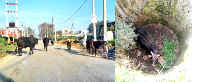 You are currently viewing ਇਲਾਕੇ `ਚ ਬੇਸਹਾਰਾ ਪਸੂਆਂ ਦੀ ਭਰਮਾਰ , ਦੂਜਿਆਂ ਦੇ ਨਾਲ ਨਾਲ ਖੁਦ ਵੀ ਹਾਦਸਿਆਂ ਦਾ ਹੋ ਰਹੇ ਹਨ ਸ਼ਿਕਾਰ