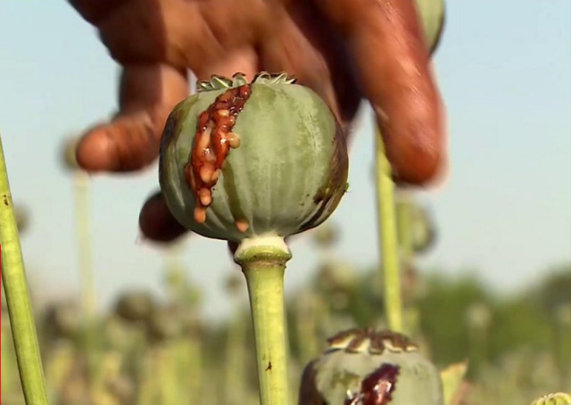 You are currently viewing LATEST.. ਪੋਸਤ ਪੌਦੇ ਉਗਾਉਣ ਤੇ ਇੱਕ ਵਿਅਕਤੀ ਖਿਲਾਫ ਮਾਮਲਾ ਦਰਜ