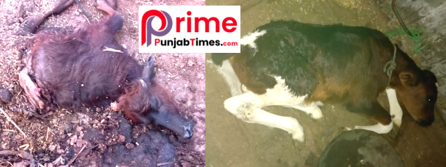 You are currently viewing ਵੱਡੀ ਖਬਰ.. ਗੜ੍ਹਦੀਵਾਲਾ : ਪਿੰਡ ਅੰਬਾਲਾ ਜੱਟਾਂ ਦੇ ਲੋਕ ਅਵਾਰਾ ਕੁੱਤਿਆਂ ਦੇ ਡਰ ਤੋਂ ਸਹਿਮੇ,ਇੱਕ ਦਿਨ ‘ਚ ਤਿੰਨ ਪਸ਼ੂਆਂ ਨੂੰ ਨੋਚ-ਨੋਚ ਖਾਦਾ