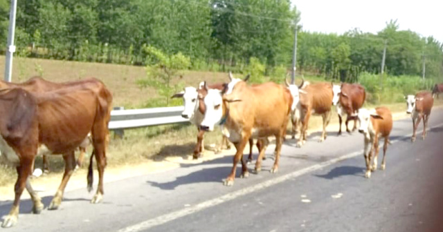 You are currently viewing ਮੇਨ ਹਾਈਵੇ ‘ਤੇ ਪਸ਼ੂਆਂ ਨੂੰ ਲਿਆਉਣ ਵਾਲਿਆਂ ‘ਤੇ ਹੋਵੇ ਕਾਰਵਾਈ  