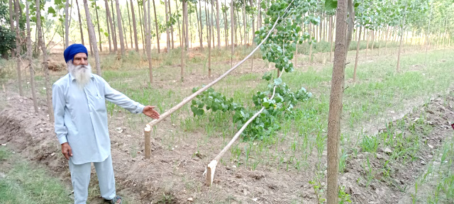 You are currently viewing ਖੇਤ ਵਿੱਚ ਲੱਗੇ ਪਪੂਲਰਾਂ ਨੂੰ ਸ਼ਰਾਰਤੀ ਅਨਸਰ ਵਲੋਂ ਵੱਢੇ ਜਾਣ ‘ਤੇ ਕਾਰਵਾਈ ਲਈ ਪੁਲਿਸ ਨੂੰ ਲਾਈ ਗੁਹਾਰ  