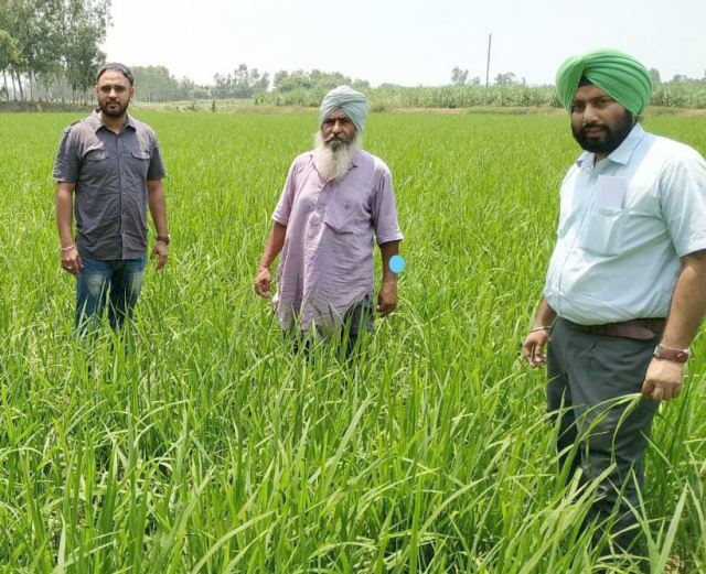 You are currently viewing ਝੋਨੇ ਦੀ ਸਿੱਧੀ ਬਿਜਾਈ ਕਰਕੇ ਵੱਧ ਝਾੜ ਪ੍ਰਾਪਤ ਕਰ ਰਿਹੈ ਅਗਾਂਹਵਧੂ ਕਿਸਾਨ ਬੂਟਾ ਸਿੰਘ