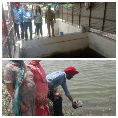 You are currently viewing ਗੰਭੁਜੀਆ ਅਜਿਹੀ ਮੱਛੀ ਹੈ ਜੋ ਡੇਂਗੂ ਮਲੇਰੀਆ ਫੈਲਾਉਣ ਵਾਲੇ ਮੱਛਰਾਂ ਦੇ ਲਾਰਵੇ ਨੂੰ ਖਾ ਕੇ ਲੋਕਾਂ ਨੂੰ ਮੱਛਰਾਂ ਦੇ ਕਹਿਰ ਤੋਂ ਬਚਾਉਂਦੀਐ : ਡਾ.ਸ਼ਾਕਸ਼ੀ