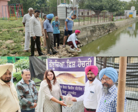 You are currently viewing ਸਿਹਤ ਵਿਭਾਗ ਵੱਲੋਂ ਮਲੇਰੀਆ ਅਤੇ ਡੇਗੂ ਦੇ ਬਚਾਓ ਵਾਸਤੇ ਕਰੋਲੀ ਅਤੇ ਜੰਡਵਾਲ ਪਿੰਡਾਂ ਦੇ ਛੱਪੜਾਂ ਵਿਚ ਗਮਬੂਜੀਆ ਮੱਛੀਆਂ ਛੱਡੀਆਂ