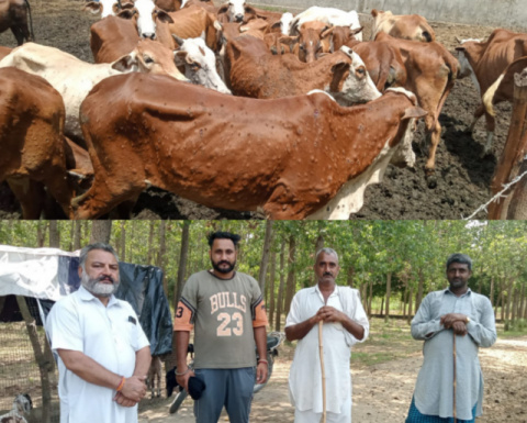 You are currently viewing ਅਜੀਬੋ ਗਰੀਬ ਬੀਮਾਰੀ ਦੀ ਲਪੇਟ ਵਿਚ ਆਉਣ ਲੱਗੀਆਂ ਗਾਂਵਾਂ,ਡਾਕਟਰਾਂ ਦੀ ਸਮਝ ‘ਚ ਵੀ ਨਹੀਂ ਆ ਰਹੀ ਬਿਮਾਰੀ 