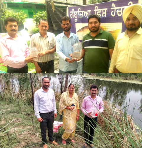 You are currently viewing ਸਿਹਤ ਵਿਭਾਗ ਵੱਲੋਂ ਸੀ ਐਚ ਸੀ ਘਰੋਟਾ ਦੇ ਵੱਖ ਵੱਖ ਪਿੰਡਾਂ ਦੇ ਛੱਪੜਾਂ ਵਿਚ ਮਲੇਰੀਆ ਅਤੇ ਡੇਂਗੂ ਦੇ ਬਚਾਓ ਵਾਸਤੇ ਛੱਡੀਆਂ ਗਮਬੂਜੀਆ ਮੱਛੀਆਂ 