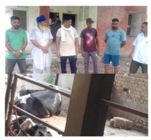 Read more about the article ਧੱਫੜੀ (ਚਮੜੀ) ਰੋਗ ਤੋ ਪੀੜਿਤ ਤੜਫ ਤਡਫ ਕੇ ਮਰ ਰਹੀਆਂ ਗਾਊਆਂ,ਪਸ਼ੂ ਪਾਲਕਾ ਵਿੱਚ ਸਹਿਮ ਦਾ ਮਾਹੌਲ