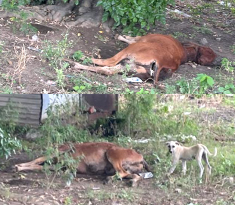 You are currently viewing शाहपुर कंडी टाउनशिप में तीन दिन से मृतक पड़ी…….