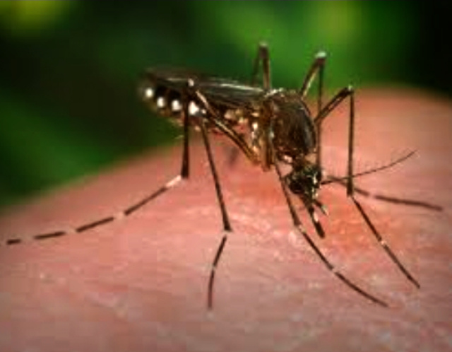 You are currently viewing शहर से दो महिलाएं निकली डेंगू पॉजिटिव,संख्या बढ़कर….