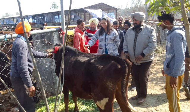 You are currently viewing ਡਿਪਟੀ ਕਮਿਸ਼ਨਰ ਨੇ ਕੈਟਲ ਪਾਊਂਡ ਫਲਾਹੀ ਤੋਂ ਲੰਪੀ ਸਕਿਨ ਬਿਮਾਰੀ ਦੀ ਰੋਕਥਾਮ ਲਈ ਸ਼ੁਰੂ ਕਰਵਾਈ ਟੀਕਾਕਰਨ ਮੁਹਿੰਮ