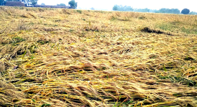 You are currently viewing ਫਗਵਾੜਾ ਦੇ ਪੇਂਡੂ ਇਲਾਕਿਆਂ ‘ਚ ਬੇਮੌਸਮੀ ਬਰਸਾਤ ਨੇ ਫਸਲਾਂ ਦਾ ਕੀਤਾ ਭਾਰੀ ਨੁਕਸਾਨ