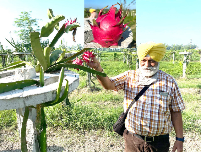 Read more about the article ਪਿੰਡ ਤਾਰਾਗੜ੍ਹ ਦੇ ਕਿਸਾਨ ਮਨਜਿੰਦਰ ਸਿੰਘ ਨੇ ਡਰੈਗਨ ਫਰੂਟ ਦੀ ਸਫ਼ਲ ਕਾਸ਼ਤ ਕਰਕੇ ਕਿਸਾਨਾਂ ਲਈ ਨਵੀਆਂ ਪੈੜਾਂ ਪਾਈਆਂ
