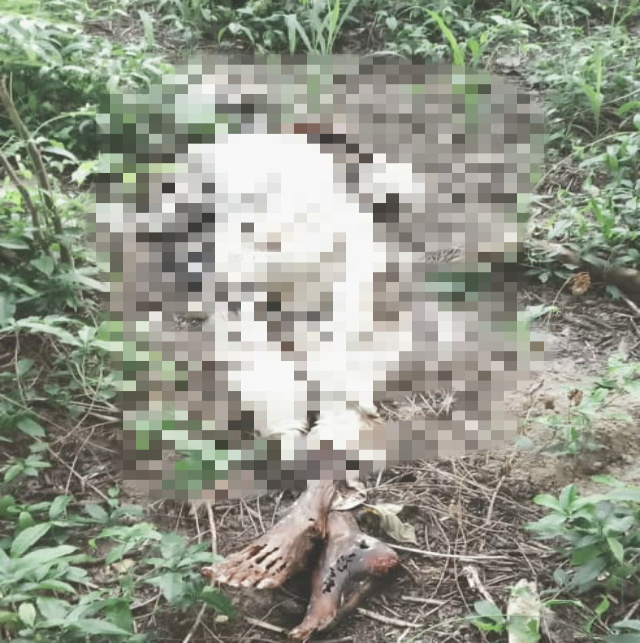 You are currently viewing ਗੜ੍ਹਦੀਵਾਲਾ ਦੇ ਪਿੰਡ ਸਰਹਾਲਾ ਵਿਖੇ ਵਿਅਕਤੀ ਦੀ ਗਲੀ ਸੜੀ ਮਿਲੀ ਲਾ+ਸ਼