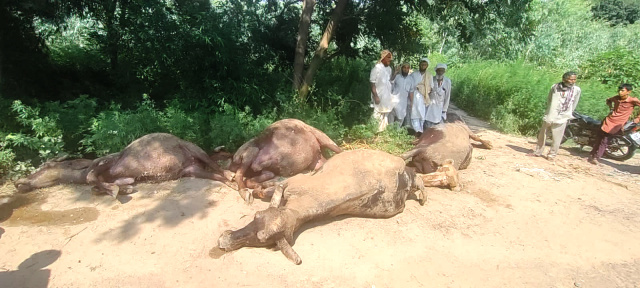 You are currently viewing ਕੰਢੀ ਕਨਾਲ ਨਹਿਰ ‘ਚ ਗੁੱਜਰਾਂ ਦੀਆਂ 13 ਮੱਝਾਂ ਤੇ ਇੱਕ ਝੋਟਾ ਰੁੜਨ ਨਾਲ ਹੋਈ ਮੌਤ