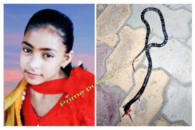 You are currently viewing ਕੋਬਰਾ ਸੱਪ ਦੇ ਡੱਸਣ ਨਾਲ 12 ਵੀਂ ਜਮਾਤ ‘ਚ ਪੜ੍ਹਦੀ ਲੜਕੀ ਦੀ ਹੋਈ ਮੌ+ਤ