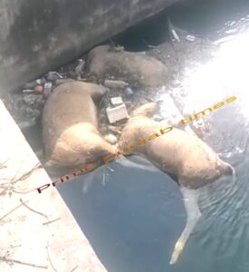 Read more about the article ਕੰਢੀ ਕਨਾਲ ਨਹਿਰ ‘ਚ ਡਿੱਗਣ ਨਾਲ ਤਿੰਨ ਜੰਗਲੀ ਜੀਵਾਂ ਦੀ ਮੌ+ਤ,ਵਿਭਾਗ ਕੁੰਭਕਰਨੀ ਨੀਂਦ ਸੁੱਤਾ