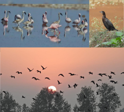 You are currently viewing रणजीत सागर झील के किनारे पहुँच रहे माइग्रेटेड विदेशी पक्षी