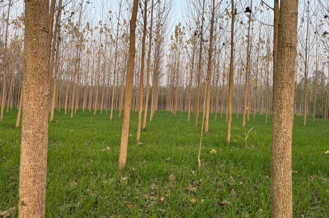 Read more about the article ਹਲਕੀ ਹਲਕੀ ਹੋ ਰਹੀ ਬਾਰਿਸ਼ ਕਣਕ ਲਈ ਵਰਦਾਨ ਹੈ।