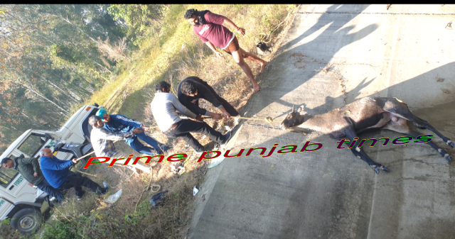 You are currently viewing ਜੰਗਲੀ ਜਾਨਵਰ ਨੀਲਗਰ ਦੀ ਨਹਿਰ ‘ਚ ਡਿੱਗਿਆ…