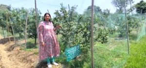 Read more about the article इज़रायली सेब उगेगा जिला पठानकोट में