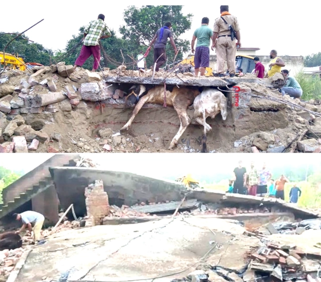 You are currently viewing ਗਊਸ਼ਾਲਾ ਦੀ ਛੱਤ ਡਿੱਗਣ ਕਾਰਨ ਲਗਭਗ 15 ਗਾਵਾਂ ਦੀ ਮੌ +ਤ