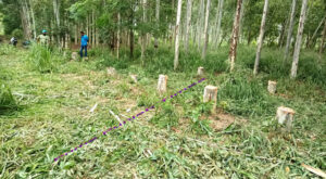 Read more about the article ਚੋਰੀ ਦੀਆਂ ਵਾਰਦਾਤਾਂ ਨਹੀਂ ਪਈ ਠਲ੍ਹ, ਸਫੈਦੇ ਦੇ 10 ਬੂਟੇ ਵੱਡ ਕੇ ਚੋਰੀ ਕਰ ਚੋਰ ਹੋਏ ਰਫੂਚੱਕਰ